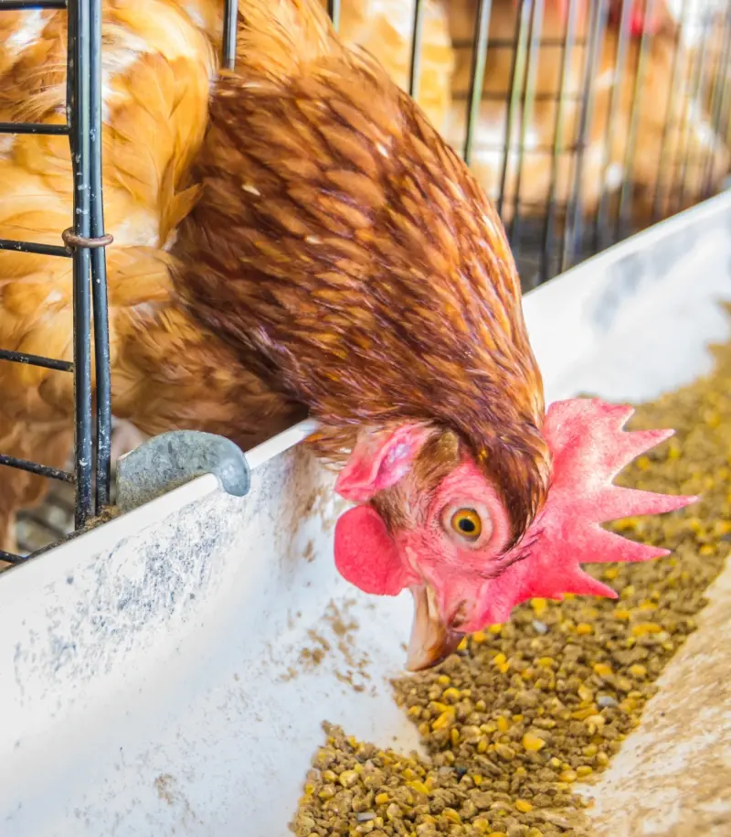 飼料添加、動物用藥原料藥